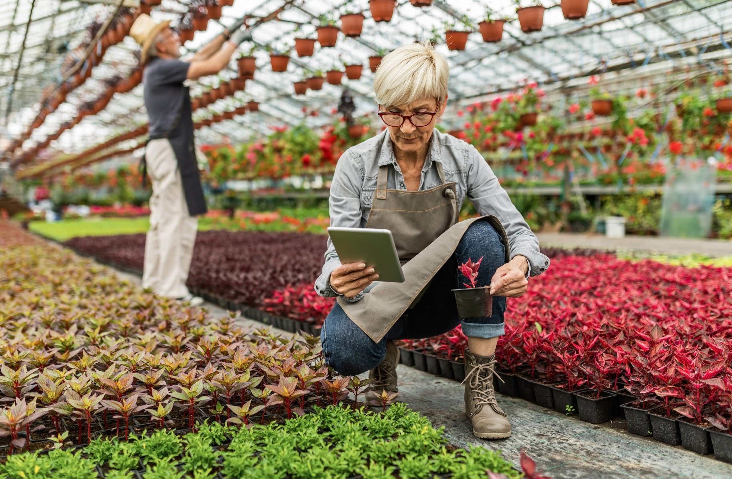 senior woman examining flowers using digital tablet while working greenhouse